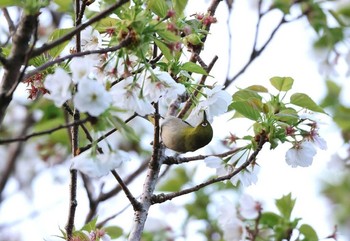 シチトウメジロ 場所が不明 撮影日未設定