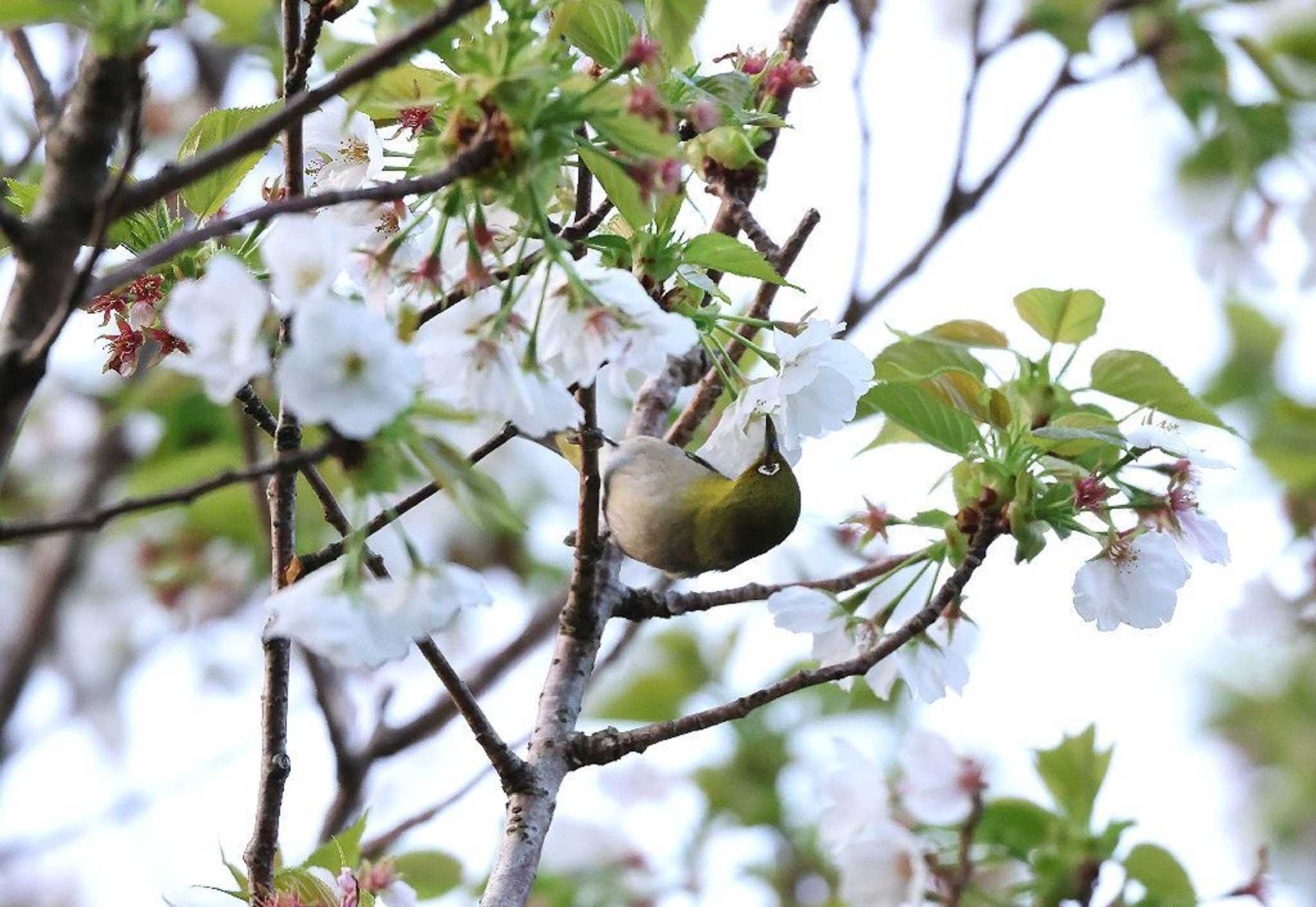  シチトウメジロの写真 by Hokuto2000