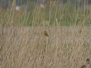 Grey-capped Greenfinch Shinjiko Green Park Tue, 4/6/2021