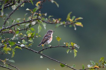 Amur Stonechat 長野県 Mon, 8/10/2020