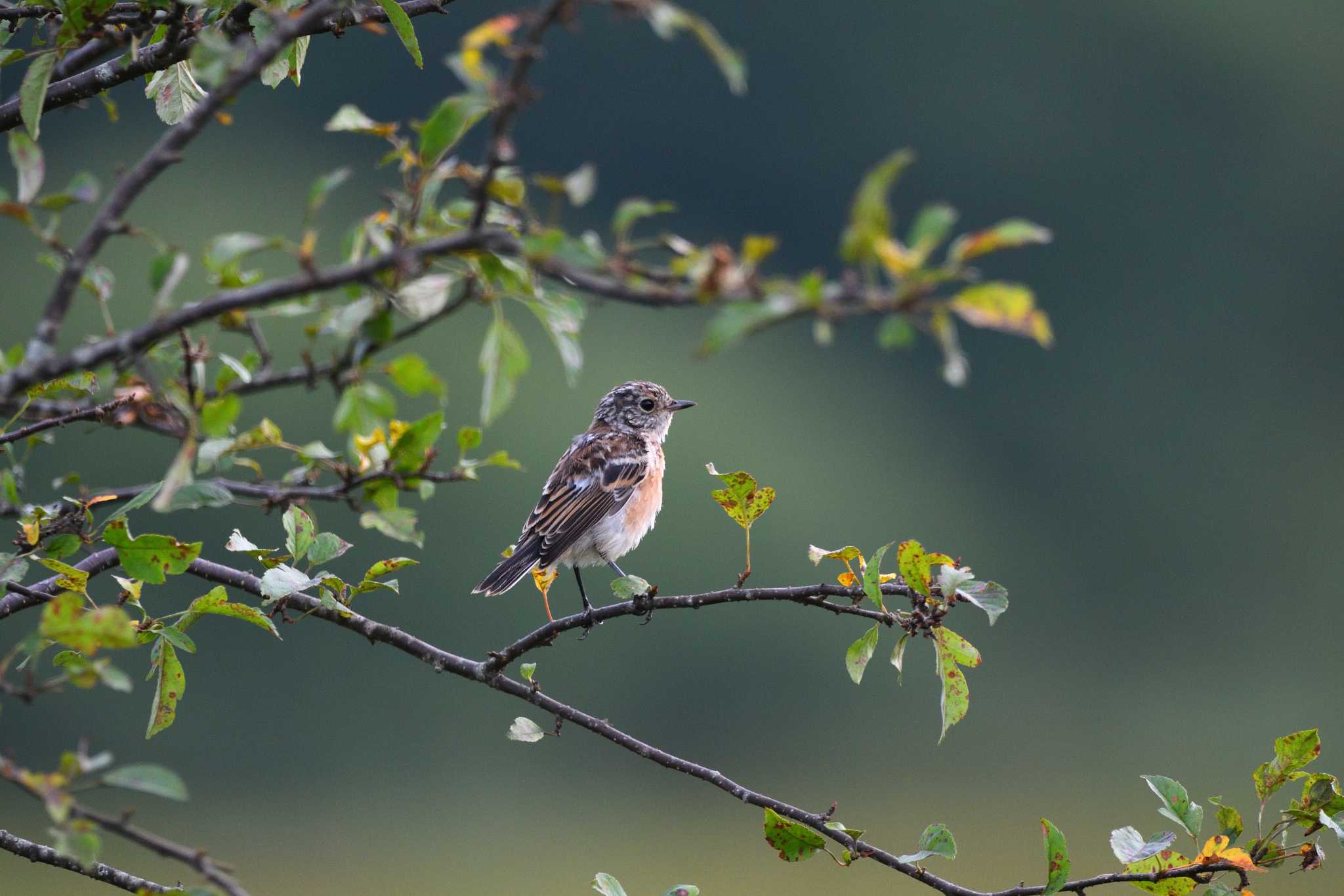 Amur Stonechat