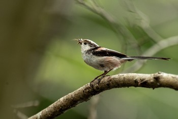 Long-tailed Tit Kitamoto Nature Observation Park Sat, 4/3/2021