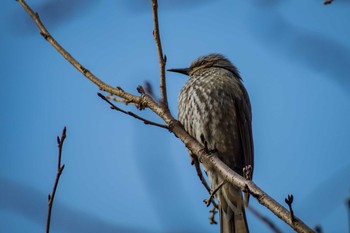 Brown-eared Bulbul 道明寺天満宮 Sat, 2/18/2017