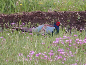 2021年4月6日(火) 境川遊水地公園の野鳥観察記録