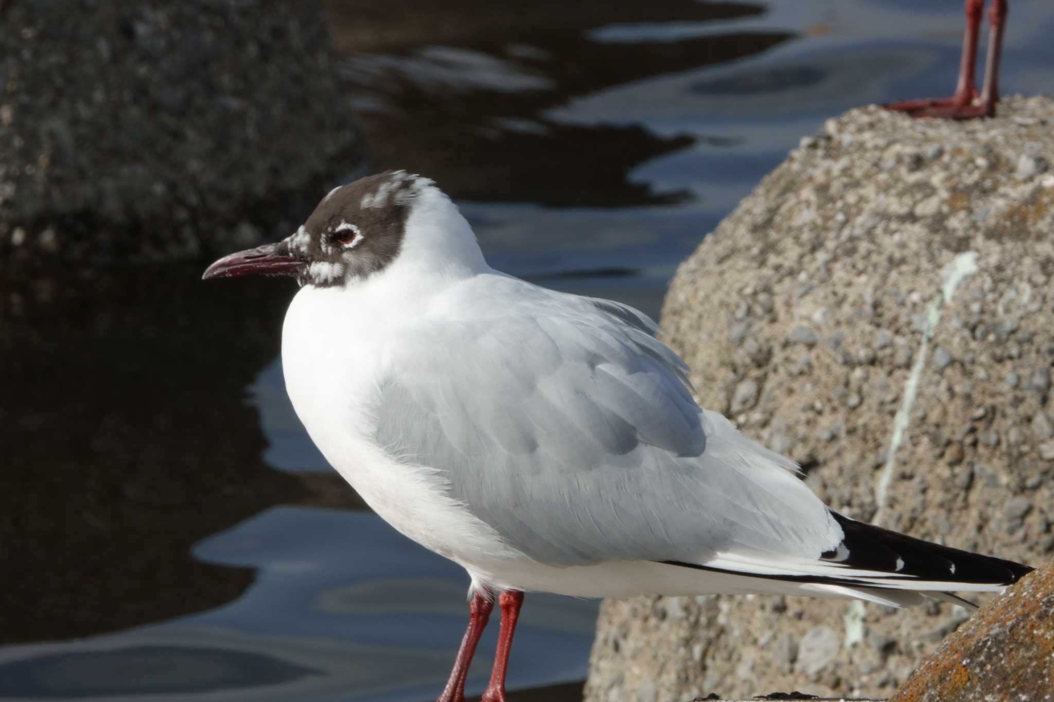 ユリカモメ