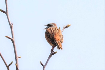 2021年4月3日(土) 新潟県長岡市の野鳥観察記録