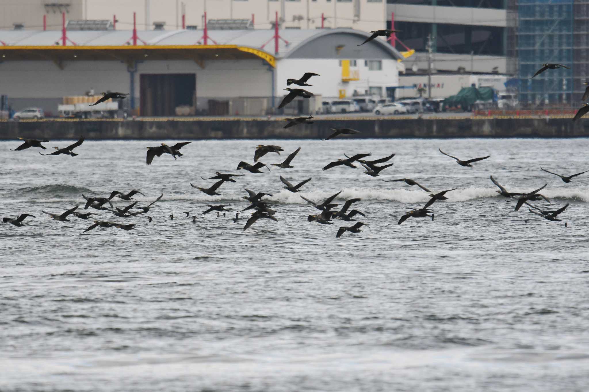 大阪南港野鳥園 カワウの写真 by あひる