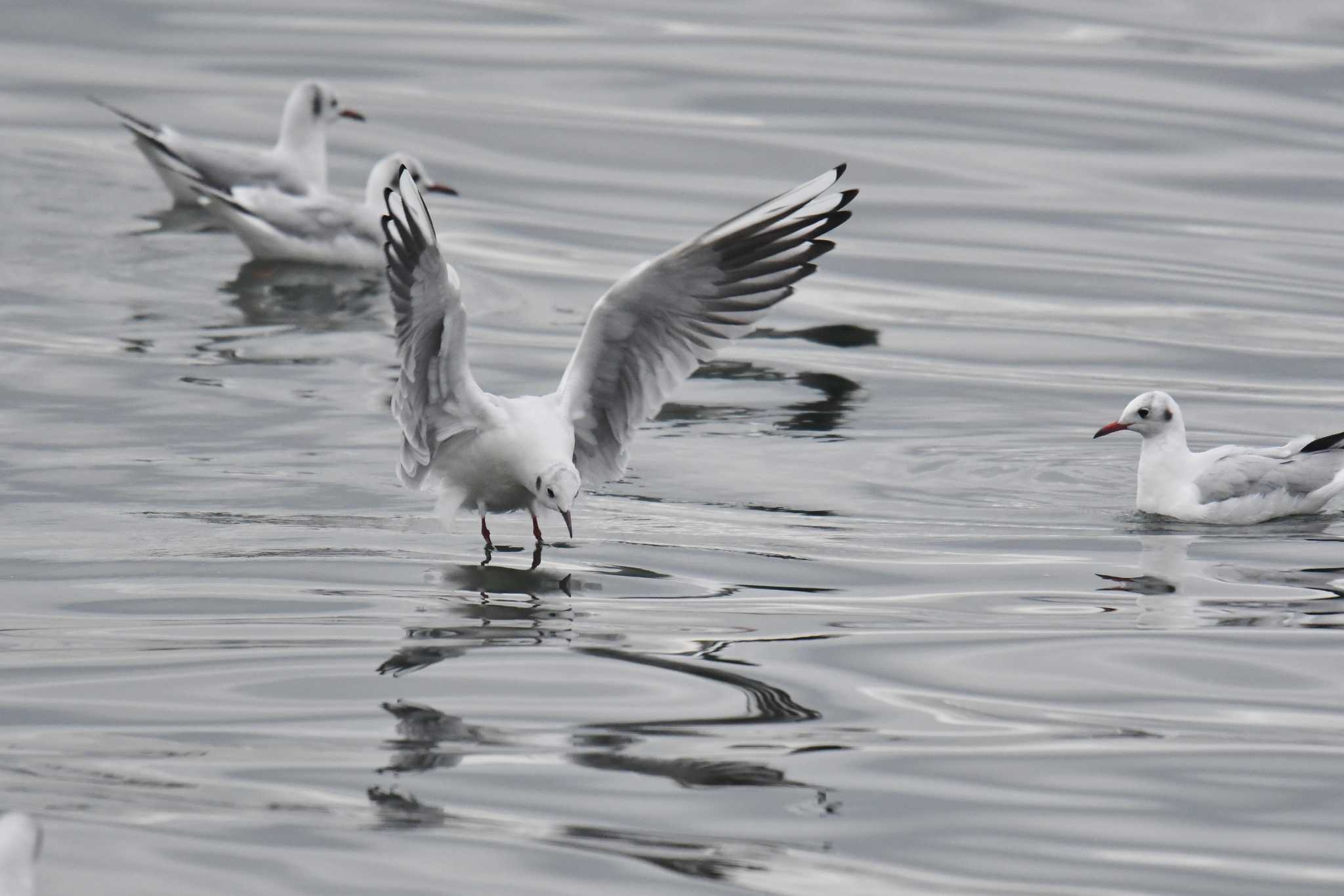 大阪南港野鳥園 ユリカモメの写真 by あひる