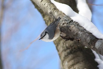 2021年1月10日(日) 北海道空知の野鳥観察記録