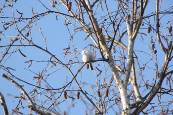 2021年1月24日(日) 野幌森林公園の野鳥観察記録