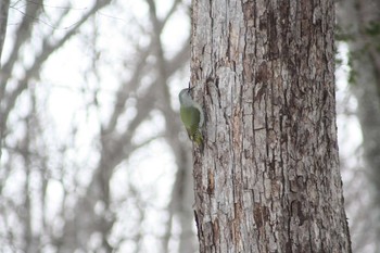 2021年1月28日(木) 野幌森林公園の野鳥観察記録