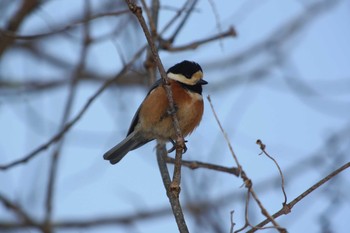 2021年2月7日(日) 野幌森林公園の野鳥観察記録