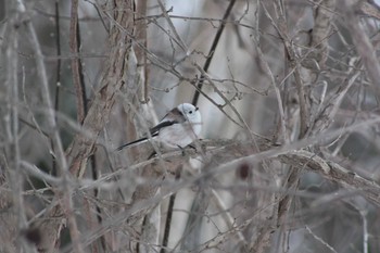 2021年2月7日(日) 北海道野幌の野鳥観察記録