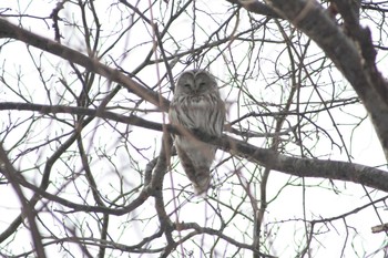 エゾフクロウ 北海道野幌 2021年2月14日(日)