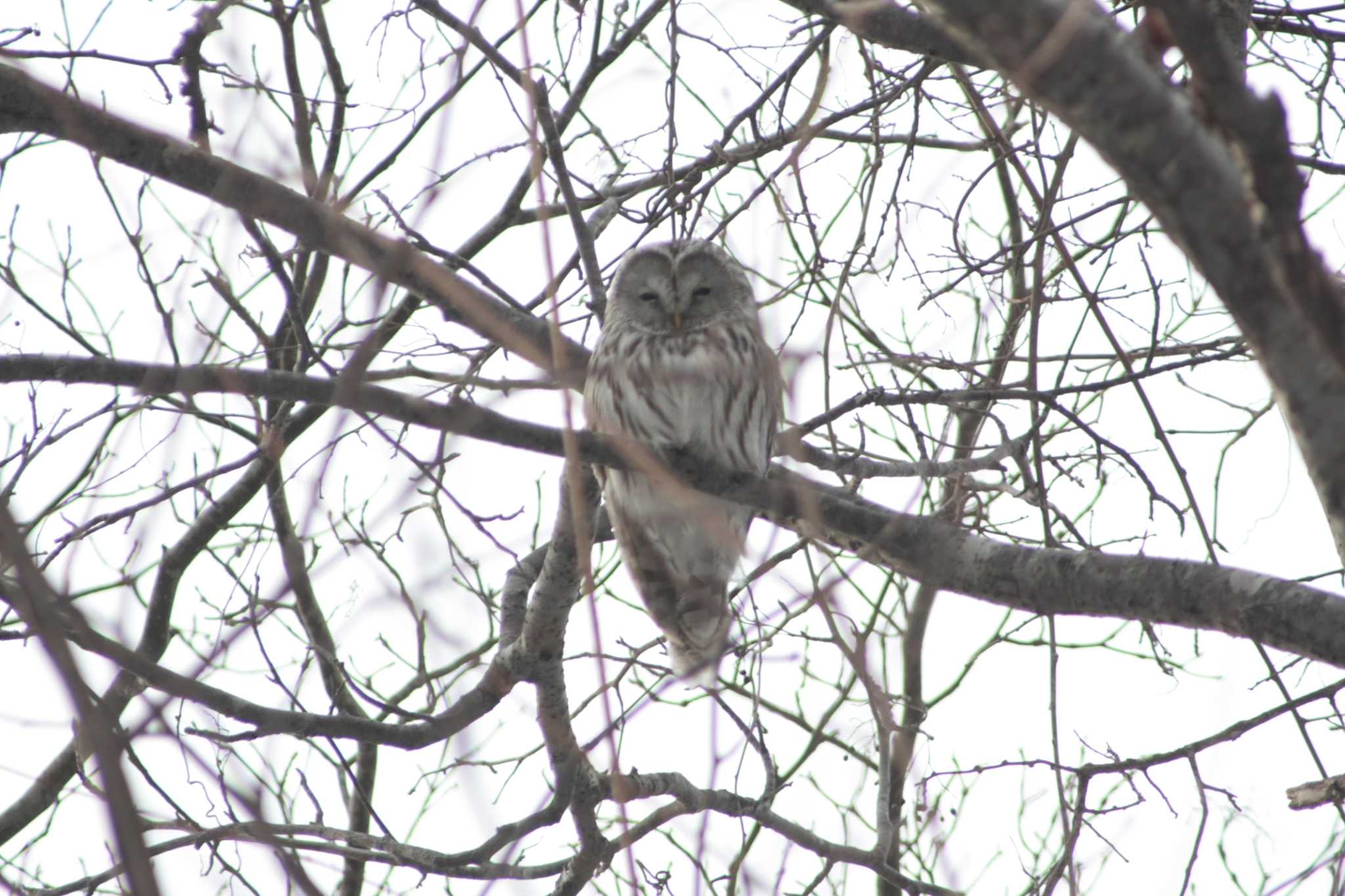 北海道野幌 エゾフクロウの写真 by みゆ