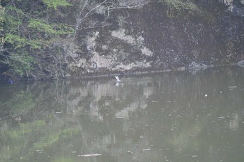 Crested Kingfisher 場所不明のとこ Sat, 4/3/2021