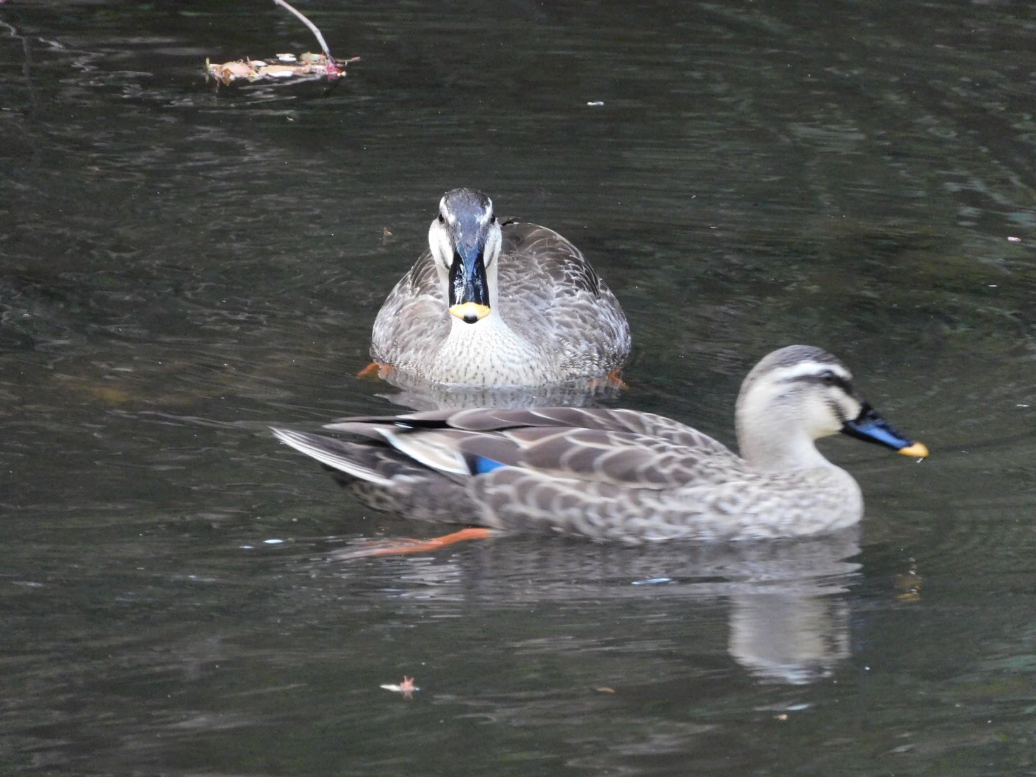 大町公園(市川市) カルガモの写真 by ucello