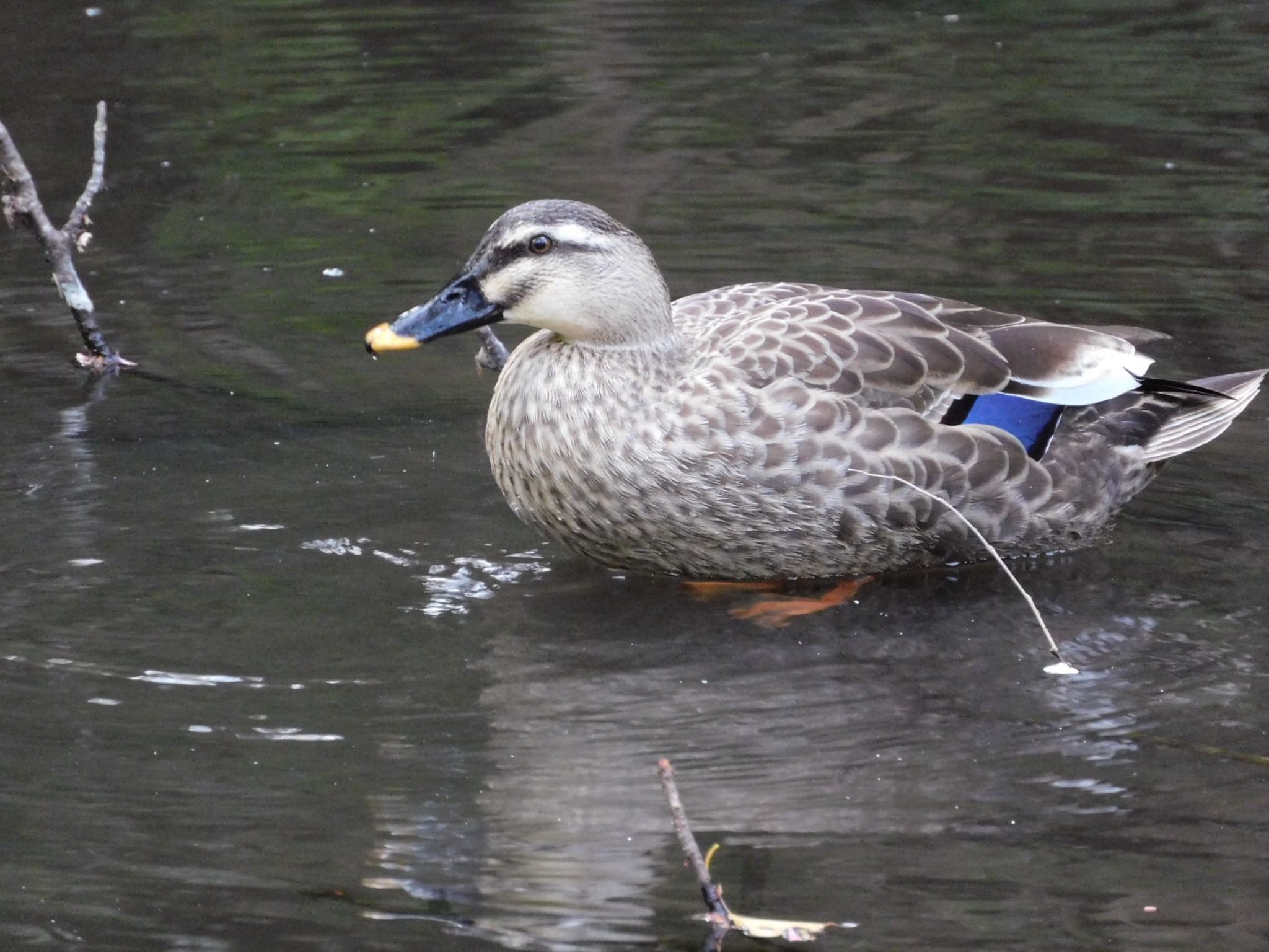 大町公園(市川市) カルガモの写真 by ucello