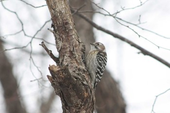 2021年3月16日(火) 北海道空知の野鳥観察記録