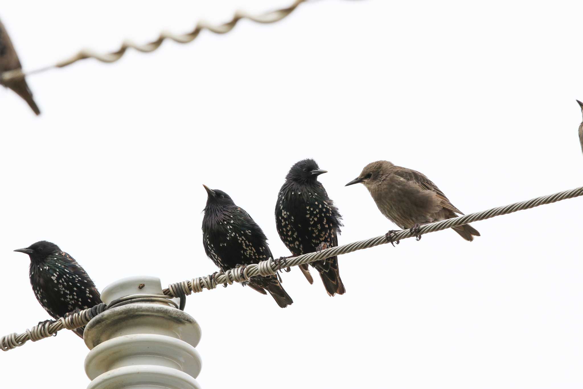 Photo of Common Starling at Twelve Apostles Motel & Country Retreat by Trio