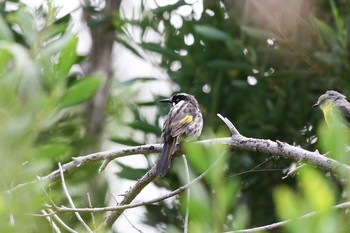 メジロキバネミツスイ Aire River Wildlife Reserve 2017年2月7日(火)