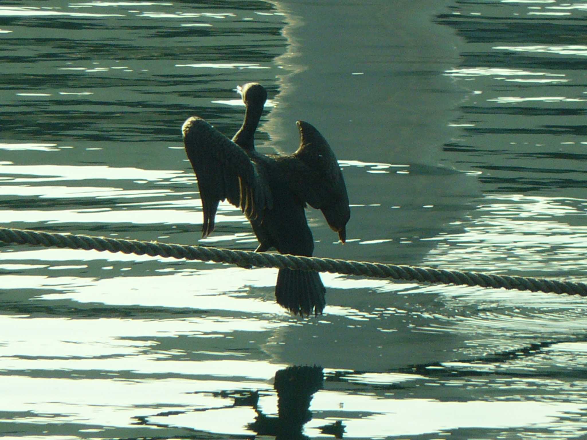 沼津港 カワウの写真 by koshi