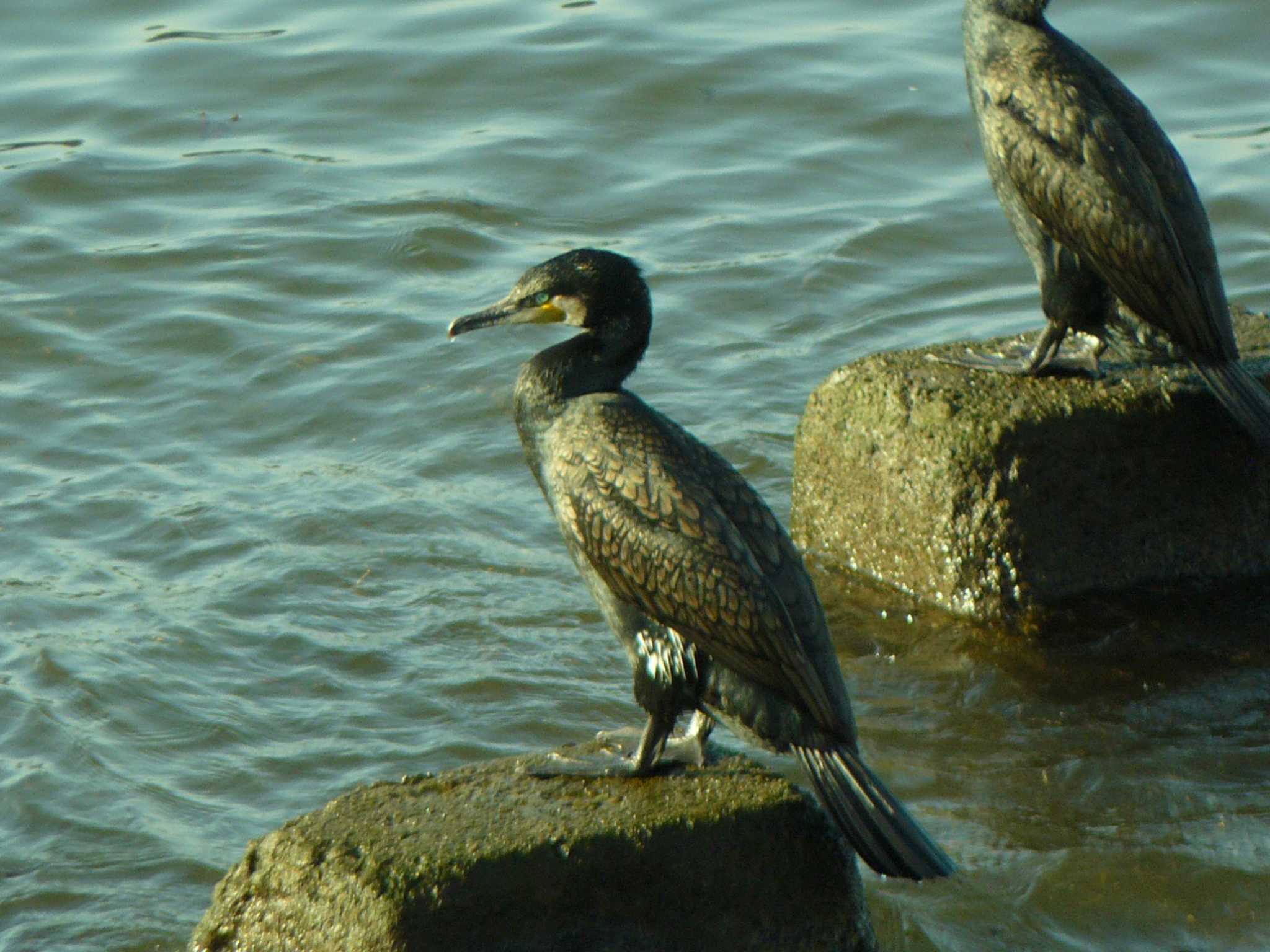 沼津港 カワウの写真 by koshi