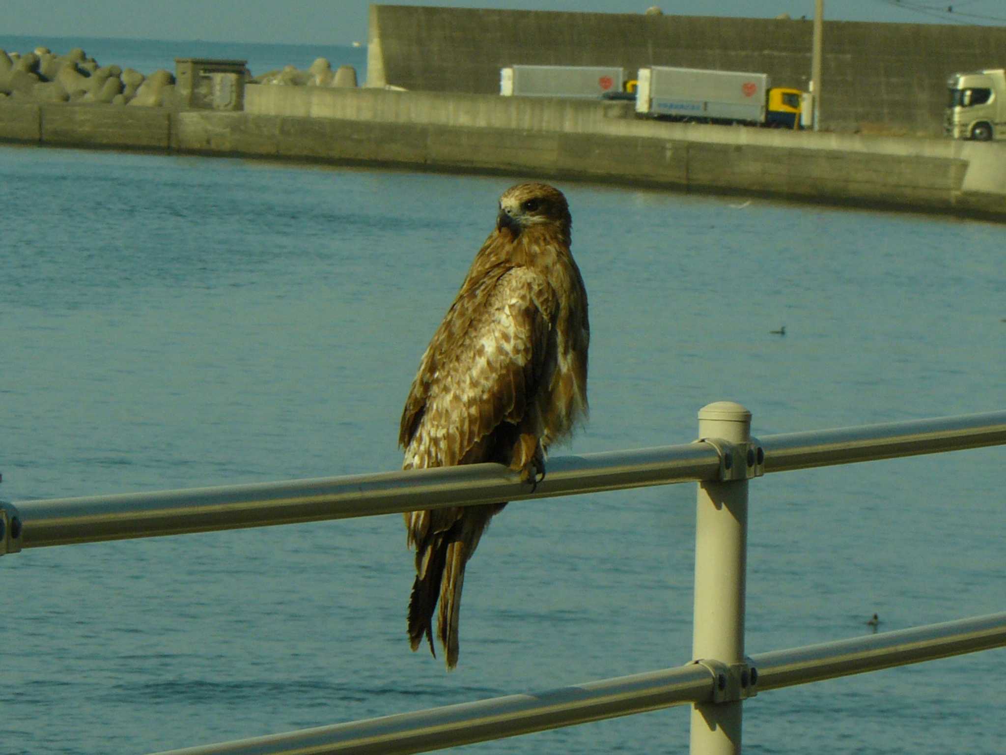 沼津港 トビの写真 by koshi