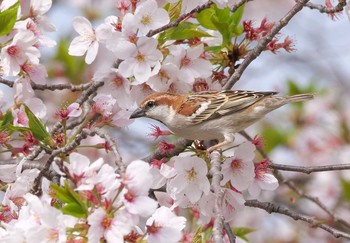 ニュウナイスズメ 鴻巣市 2021年4月4日(日)