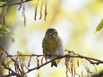 Eurasian Siskin Unknown Spots Unknown Date