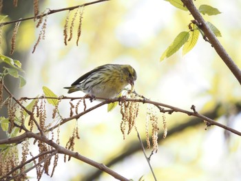 マヒワ 場所が不明 2021年4月6日(火)