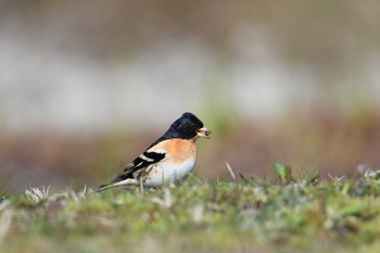 Tue, 4/6/2021 Birding report at Yamanakako Lake