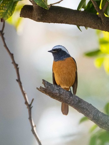 Daurian Redstart 染井霊園 Sun, 2/21/2021