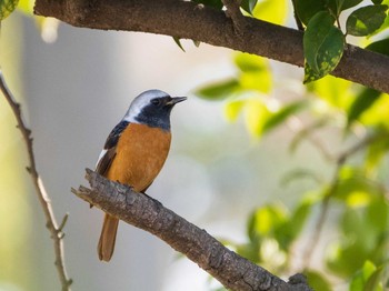 Daurian Redstart 染井霊園 Sun, 2/21/2021