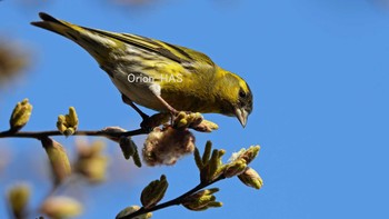 Eurasian Siskin 東京都多摩地域 Fri, 3/26/2021