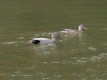 2021年4月3日(土) 光が丘公園の野鳥観察記録