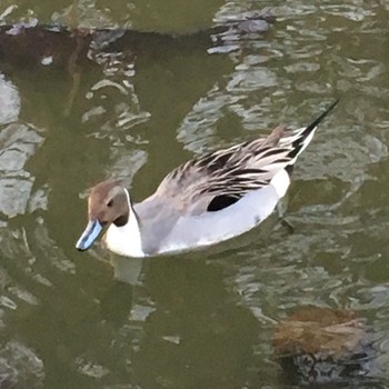 Northern Pintail Shinobazunoike Fri, 2/17/2017