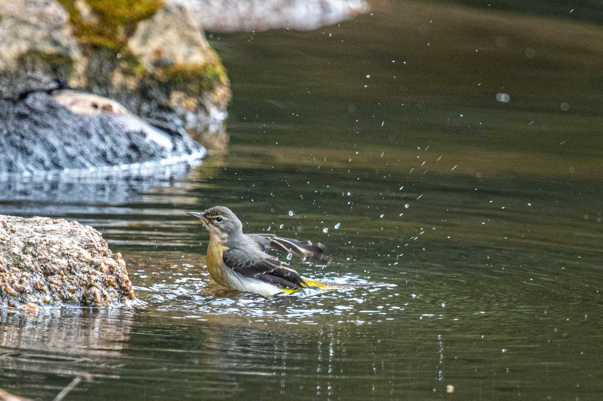 明石公園 キセキレイの写真 by ときのたまお