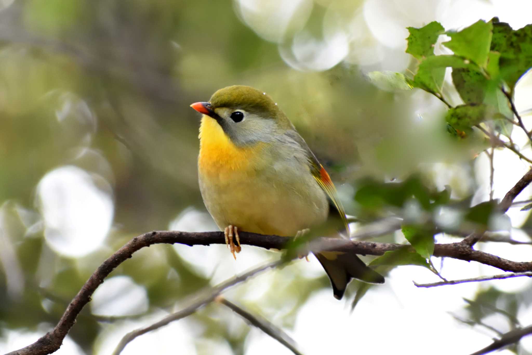 愛知県森林公園 ソウシチョウの写真 by よつくん