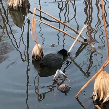 Common Moorhen Shinobazunoike Fri, 2/17/2017