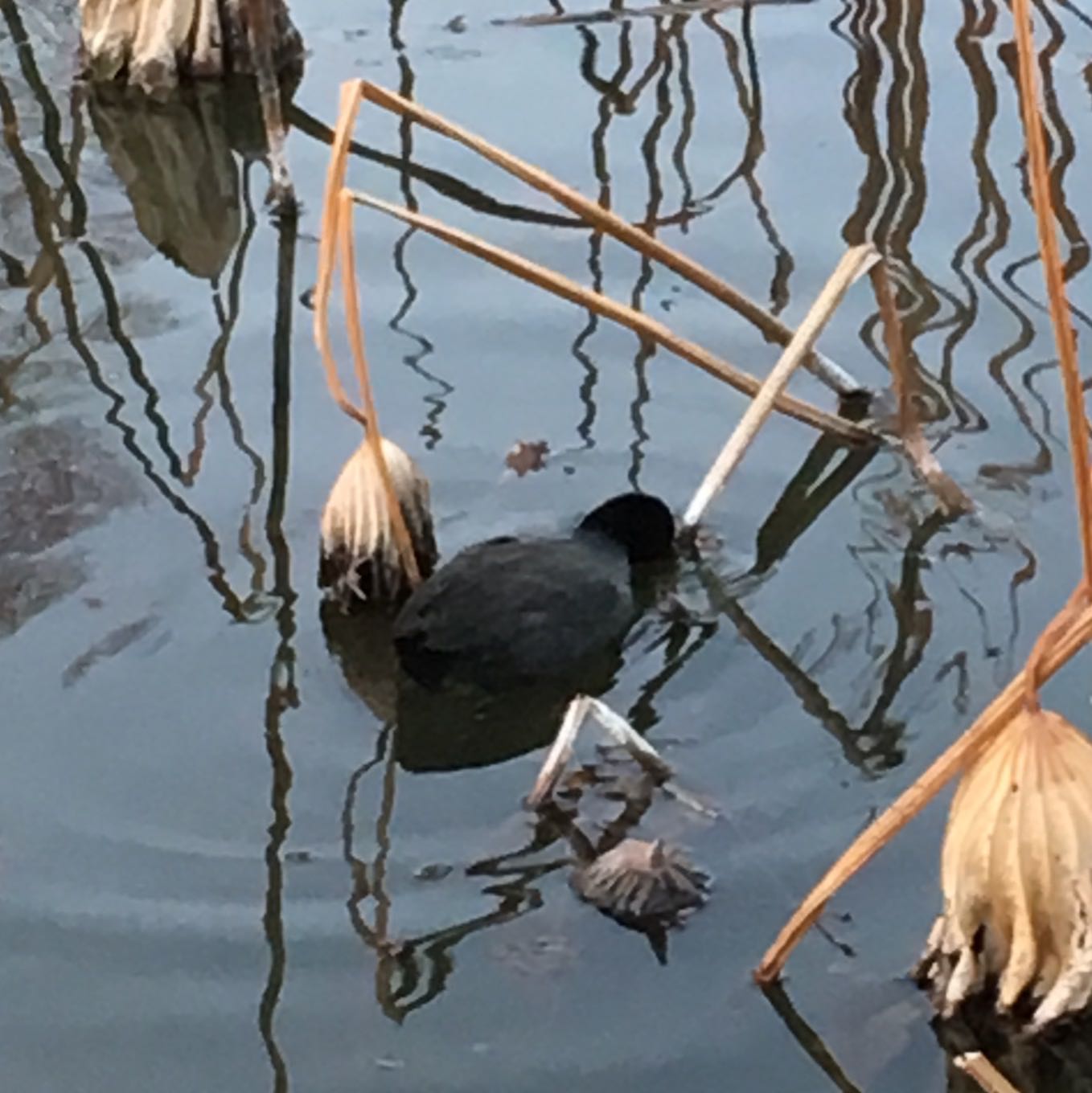 Photo of Common Moorhen at Shinobazunoike by azuki