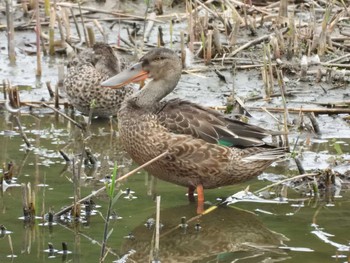 ハシビロガモ 都立野鳥公園 2020年10月28日(水)