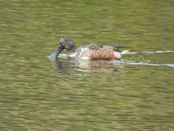 ハシビロガモ 都立野鳥公園 2020年10月28日(水)