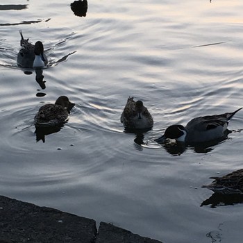 Northern Pintail Shinobazunoike Fri, 2/17/2017