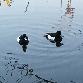 Tufted Duck Shinobazunoike Fri, 2/17/2017