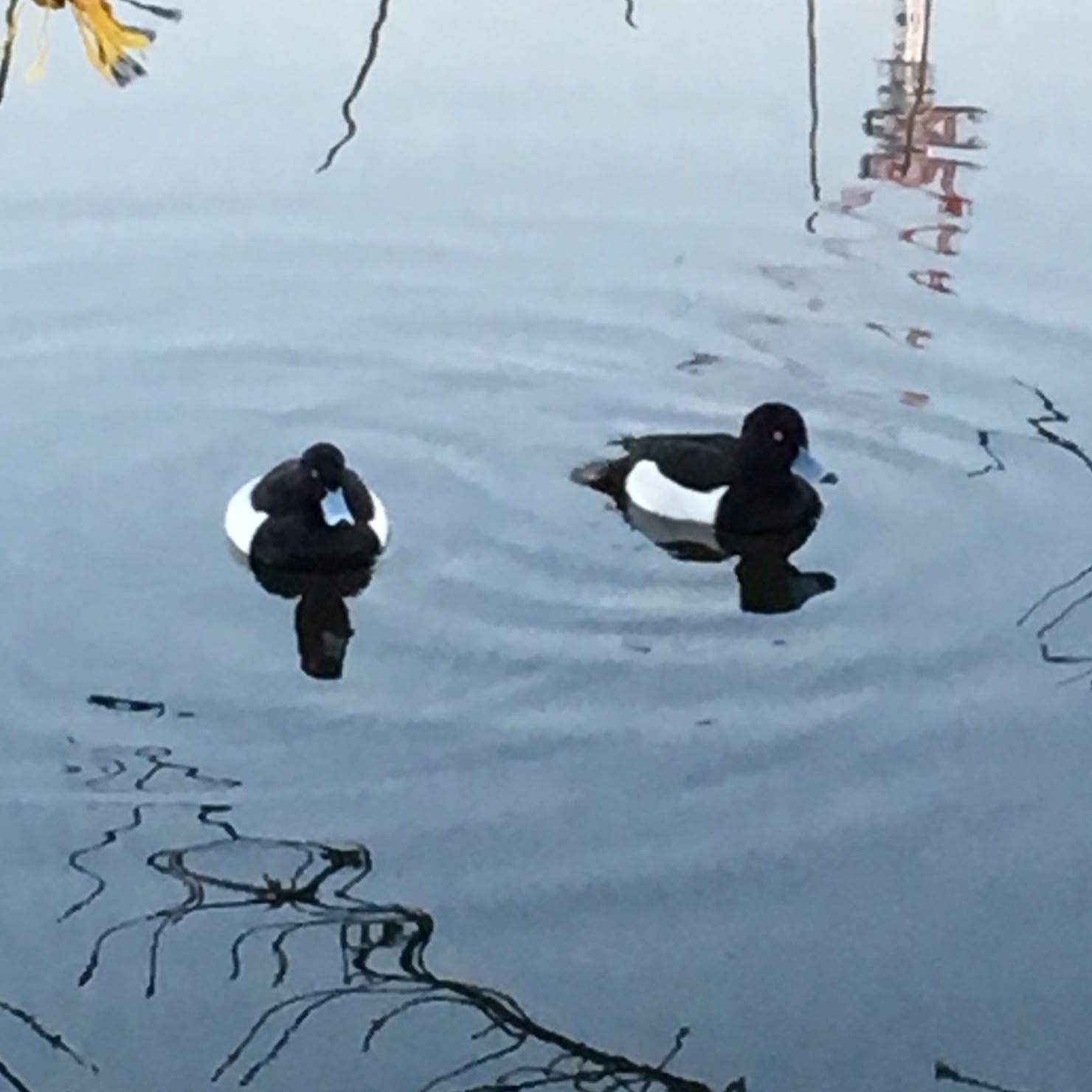 Photo of Tufted Duck at Shinobazunoike by azuki