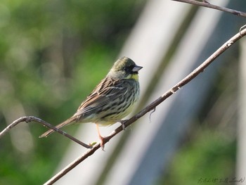 アオジ 守谷野鳥のみち 2021年4月7日(水)