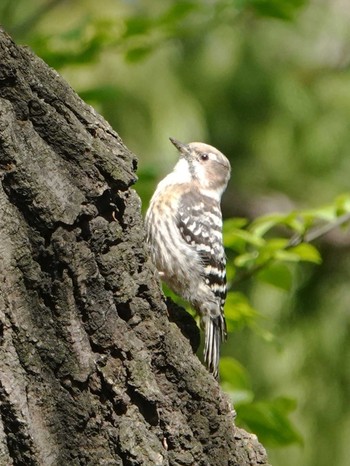 Japanese Pygmy Woodpecker Unknown Spots Wed, 4/7/2021