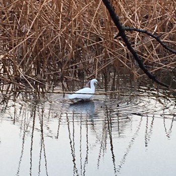 Little Egret Shinobazunoike Fri, 2/17/2017