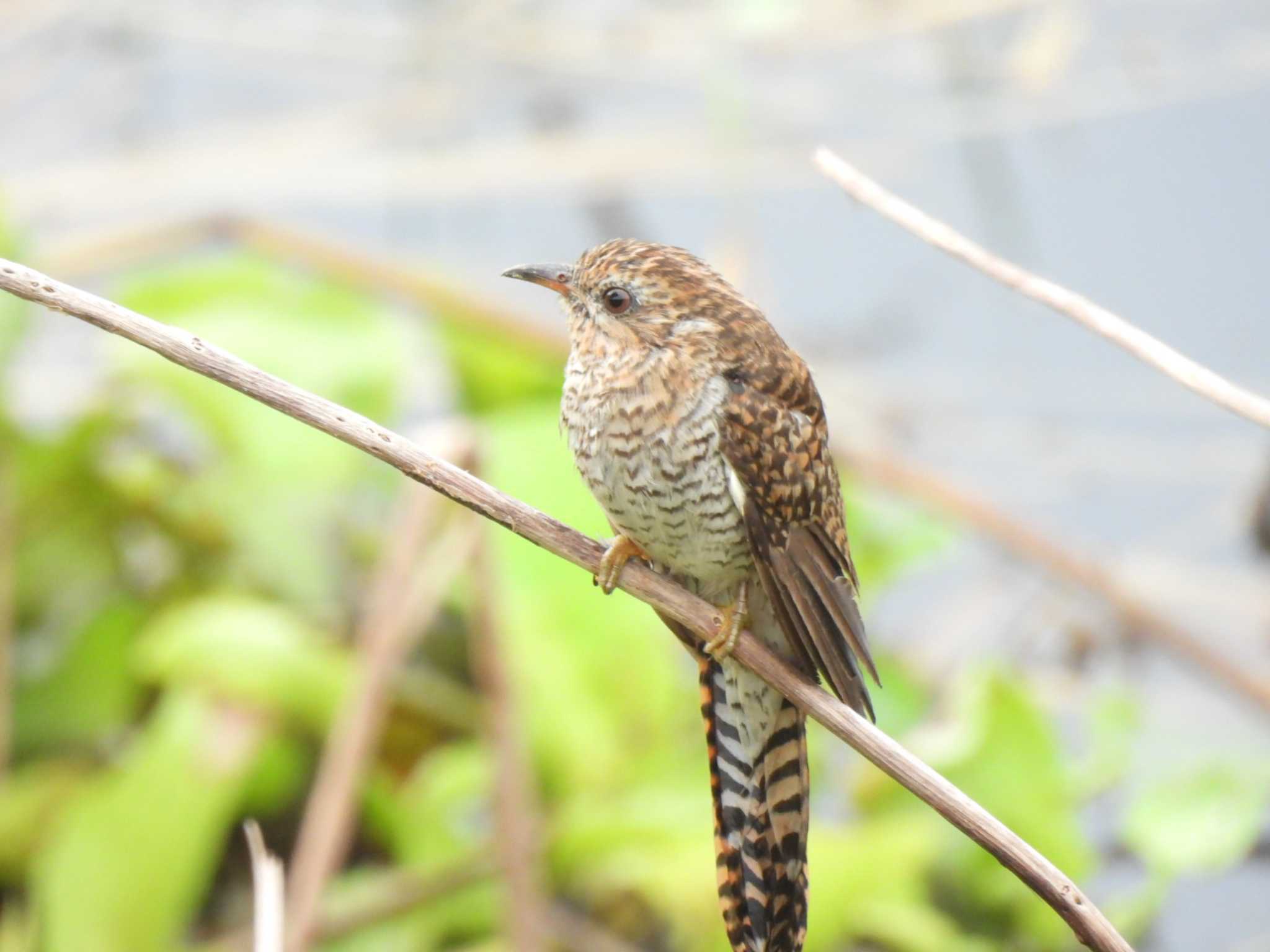 Plaintive Cuckoo